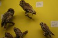 /album/national-history-museum-and-london/dsc02337-jpg/
